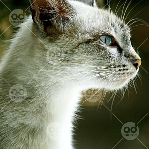 INW010722003_White Cat Side Face_free (1)