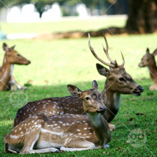 INW010722008_2 Deers Sitting on The Grass_Free