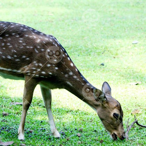 INW010722009_Deer Eating Grass_Free