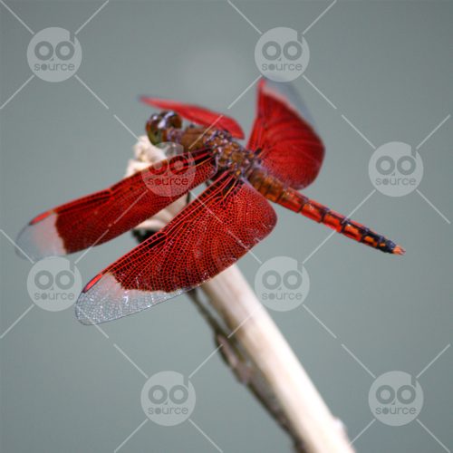INW010722010_Red Dragonfly_Free
