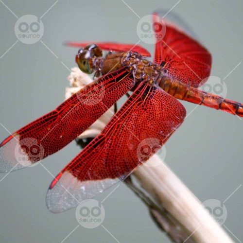 INW010722011_Red Dragonfly Macro_free