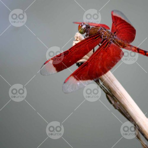 INW010722012_Red Dragonfly Side_Free
