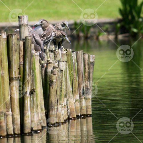 INW010722013_Birds on a Bamboo and Pond_Free