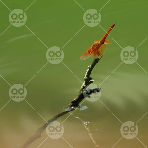 INW010722014_Red Dragonfly on a Pond_Free