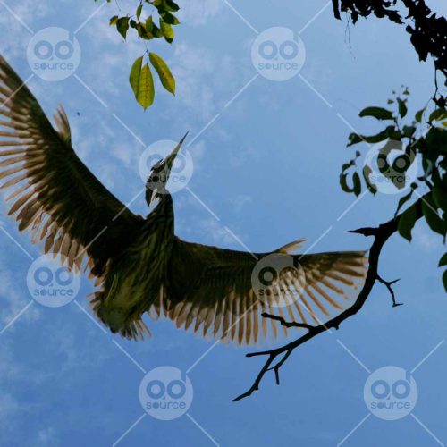 INW010722015_Flying Bird Silhouette_Free