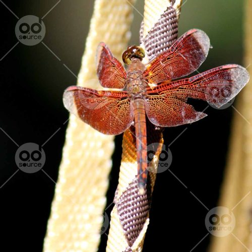 INW010722016_Red Dragonfly Close Up_Free