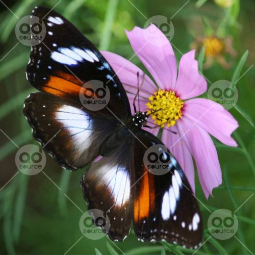 INW010722017_Butterfly on a Pink Flower_Free