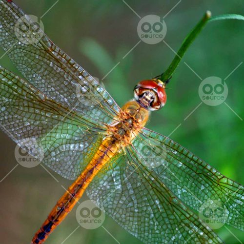 INW010722018_Dragonfly Transparent Wings_Free