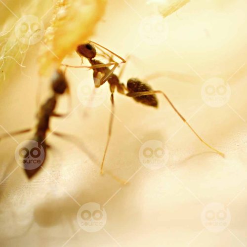 INW010722019_Ants Close Up_Free
