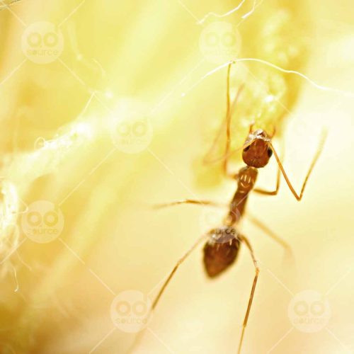 INW010722020_Ant Close Up_Free