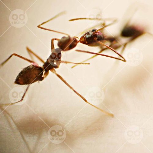 INW010722021_Ants Fighting_Free