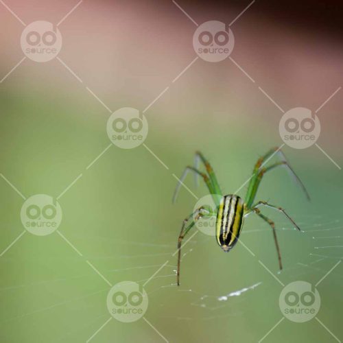 INW010722022_Spider on a Web_Free