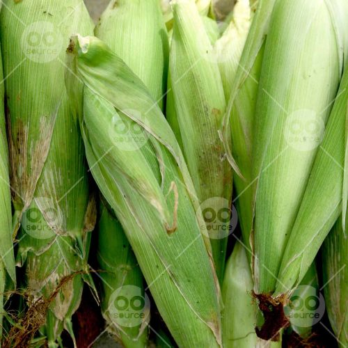 INW010722111_Green Corn_Free
