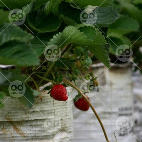 INW010722112_Strawberry Plant_Free