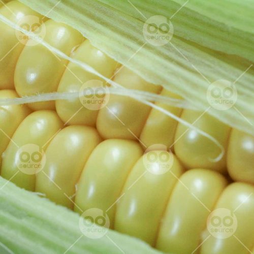 INW010722115_Corn Kernels Close Up_Free