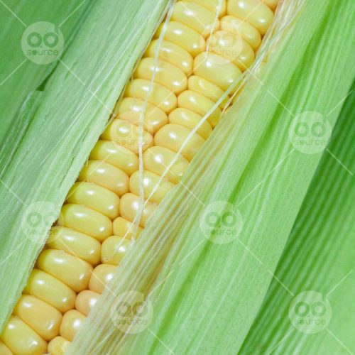 INW010722116_Corn Kernels Close Up 2_Free