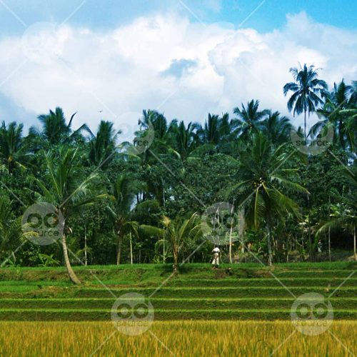 INW010722131_Rice Field Blue Sky_Free