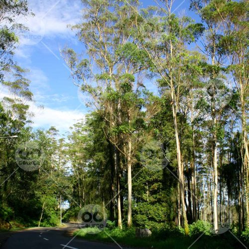 INW010722136_Trees and Road_Free