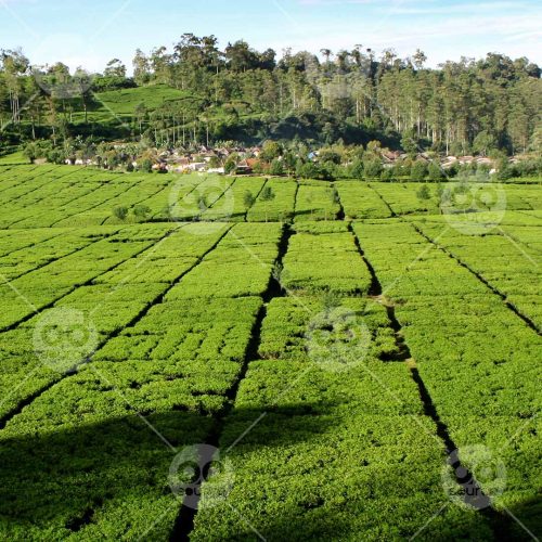 INW010722137_Tea Garden_Free