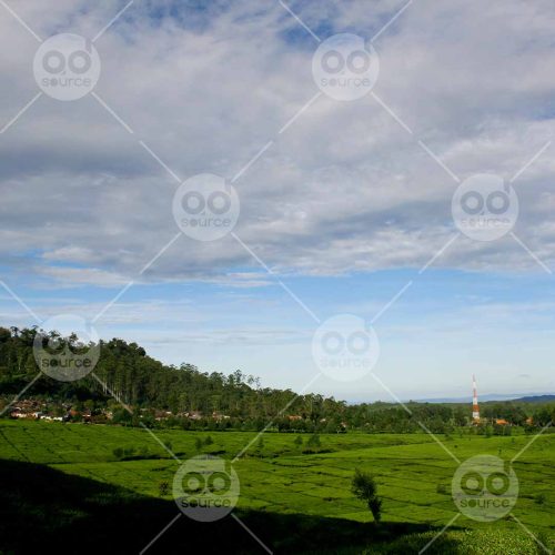 INW010722138_Tea Garden Blue Sky_Free