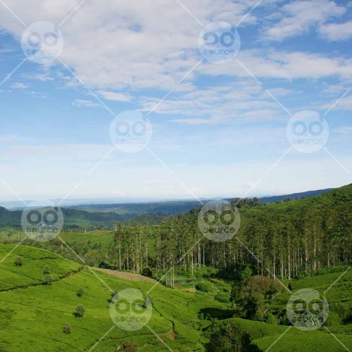 INW010722139_Tea Garden Landscape Blue Sky_Free