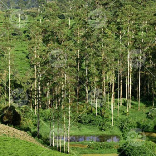 INW010722140_Tall Trees Landscape_Free