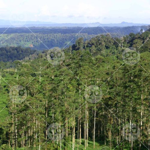 INW010722141_Forest Landscape_Free