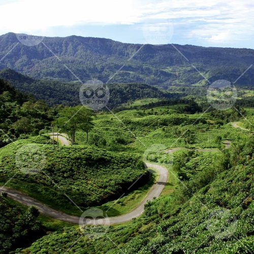 INW010722144_Tea Garden Road_Free
