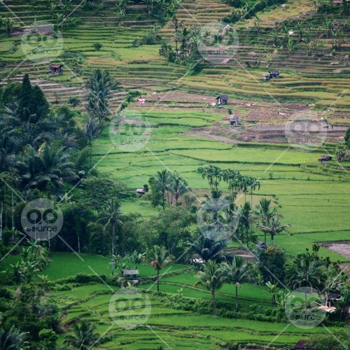 INW010722146_Rice Field 2_Free