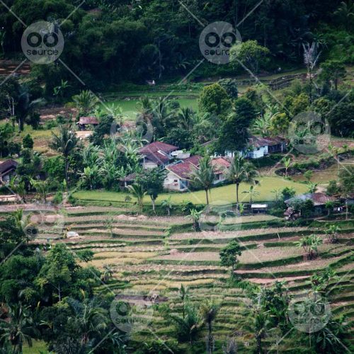 INW010722147_Rice Field and Houses_Free