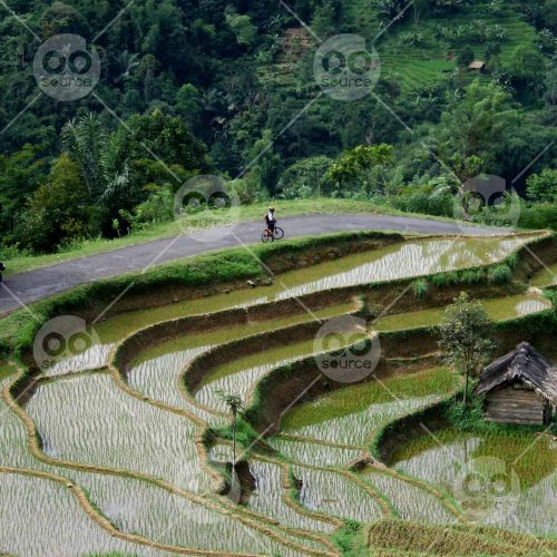 INW010722148_Rice Field 3_Free