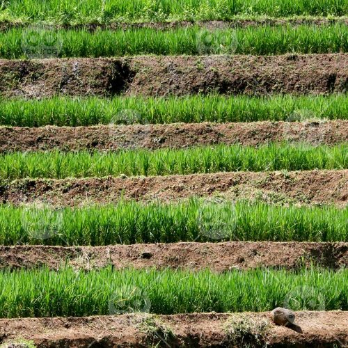 INW010722151_Rice Field 5_Free