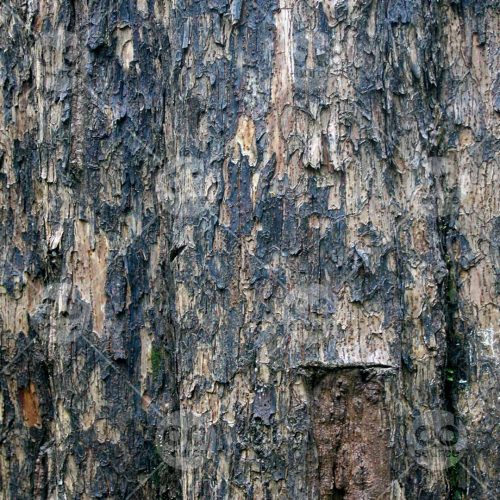 INW010722185_Wood Texture_Free