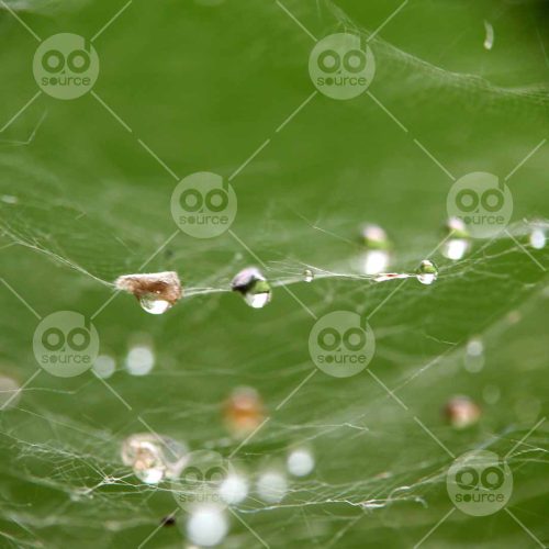 INW010722187_Water Droplet on a Web_Free