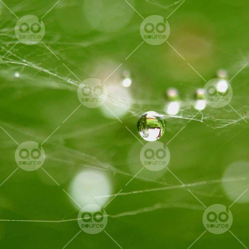 INW010722188_Water Droplet on a Web_Free