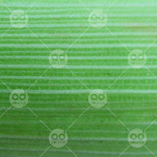 INW010722189_Leaf Texture Close Up Free_Free