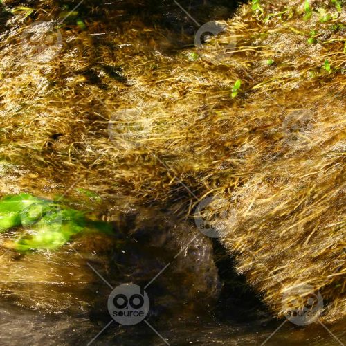 INW010722194_Moss in a Water_Free