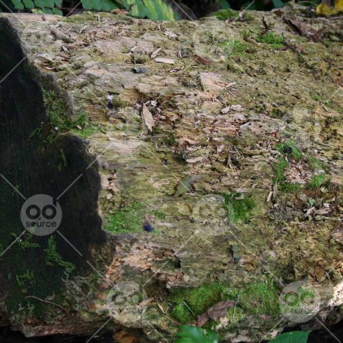 INW010722195_Moss on Wood_Free