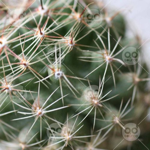 INW010722196_Cactus Close Up_Free