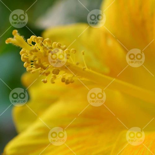 INW010722197_Yellow Flower_Free