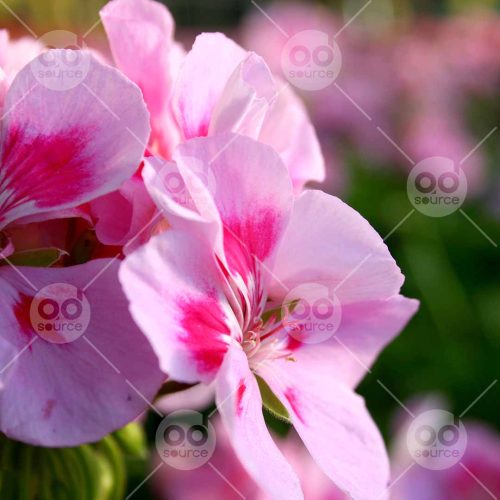 INW010722198_Pink Flower Close Up_Free