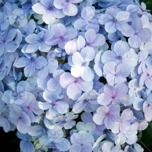 INW010722199_Blue Hydrangea Close Up_Free