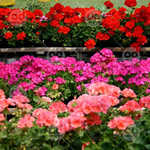 INW010722200_Red Pink Flower Bed_Free