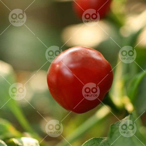 INW010722203_Tomato Close Up_Free