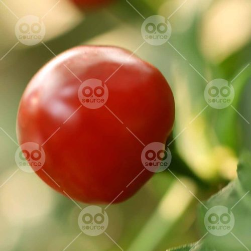 INW010722204_Tomato Close Up 2_Free