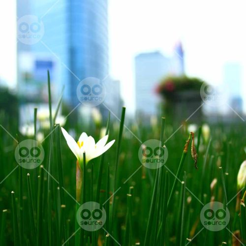 INW010722206_White Flowers in the City 2_Free