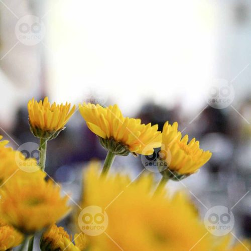 INW010722207_Yellow Flowers_Free