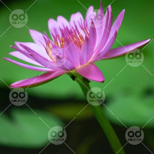 INW010722209_Purple Water Lily Side View_Free