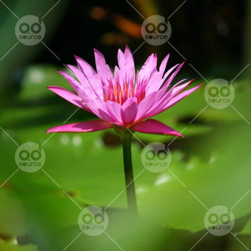 INW010722210_Purple Water Lily Side View 2_Free