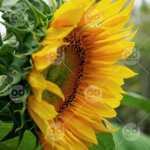 INW010722211_Sunflower Side View_Free